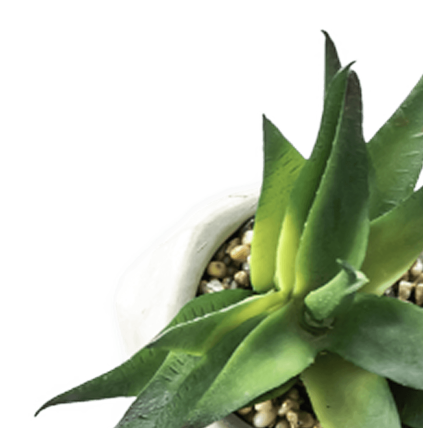 Plant decoration